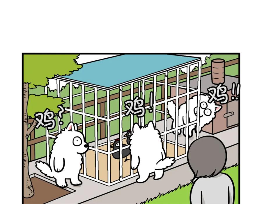 第31话养鸡之旅-我的狗子叫棉花-milo+Polarfox（第10张）