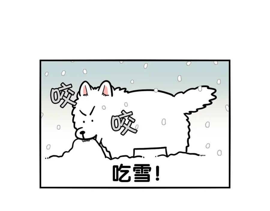 第38话不怕冷-我的狗子叫棉花-milo+Polarfox（第8张）