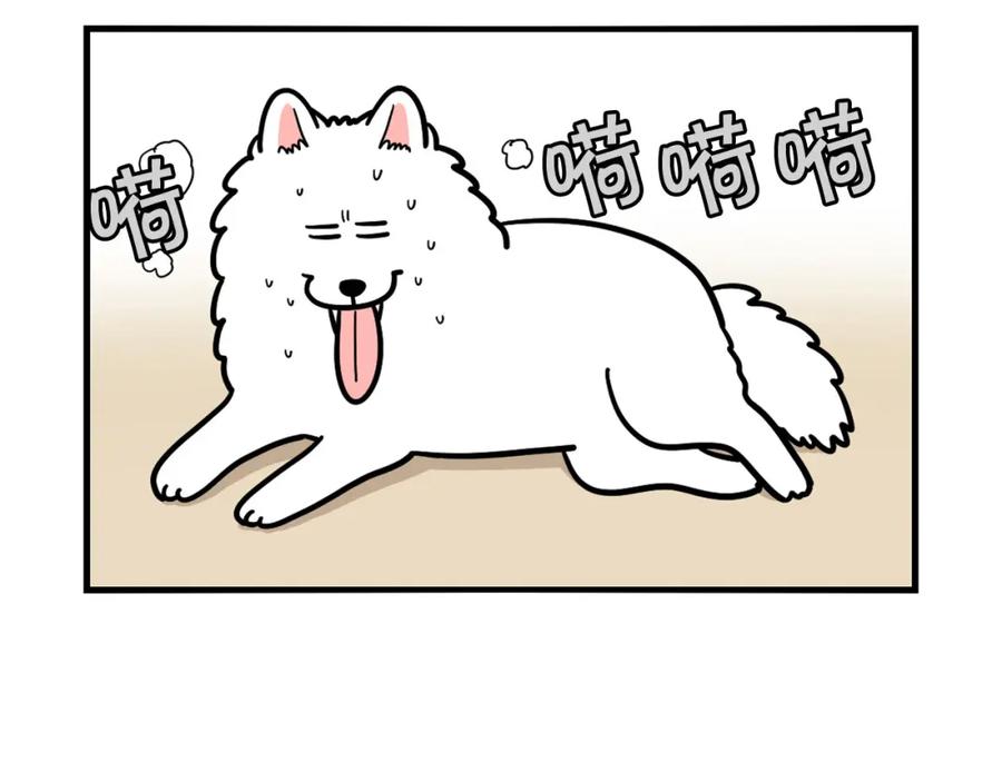 第39话剃毛方案-我的狗子叫棉花-milo+Polarfox（第7张）