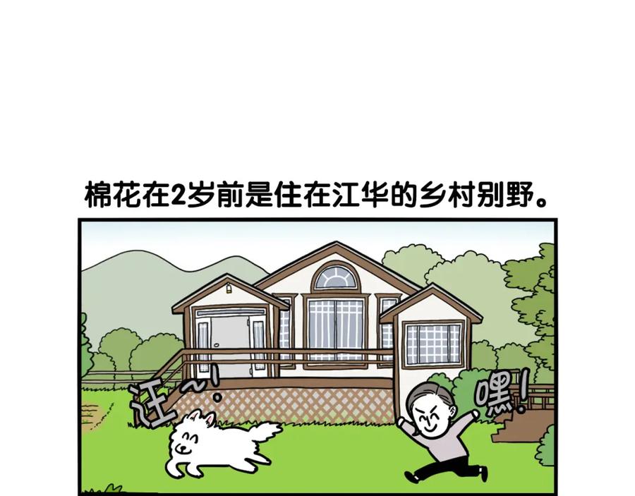第40话如何防止狗叫？-我的狗子叫棉花-milo+Polarfox（第4张）