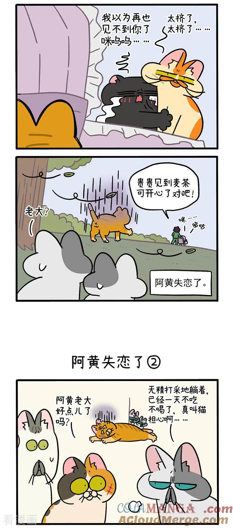 番外6阿黄失恋了-阿满和麦茶-新漫画 日胖大海寺（第2张）