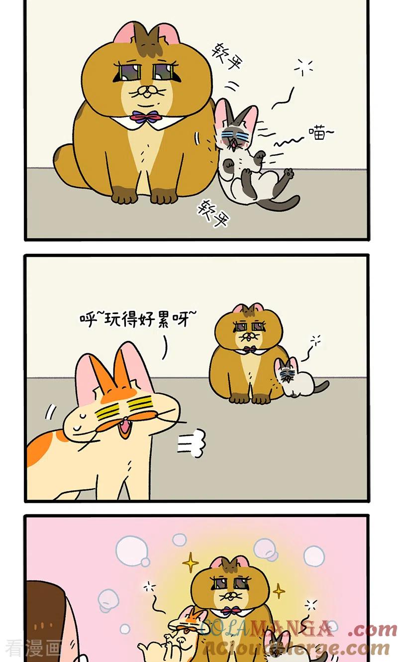 第82话2猫咪再聚会-阿满和麦茶-新漫画 日胖大海寺（第2张）