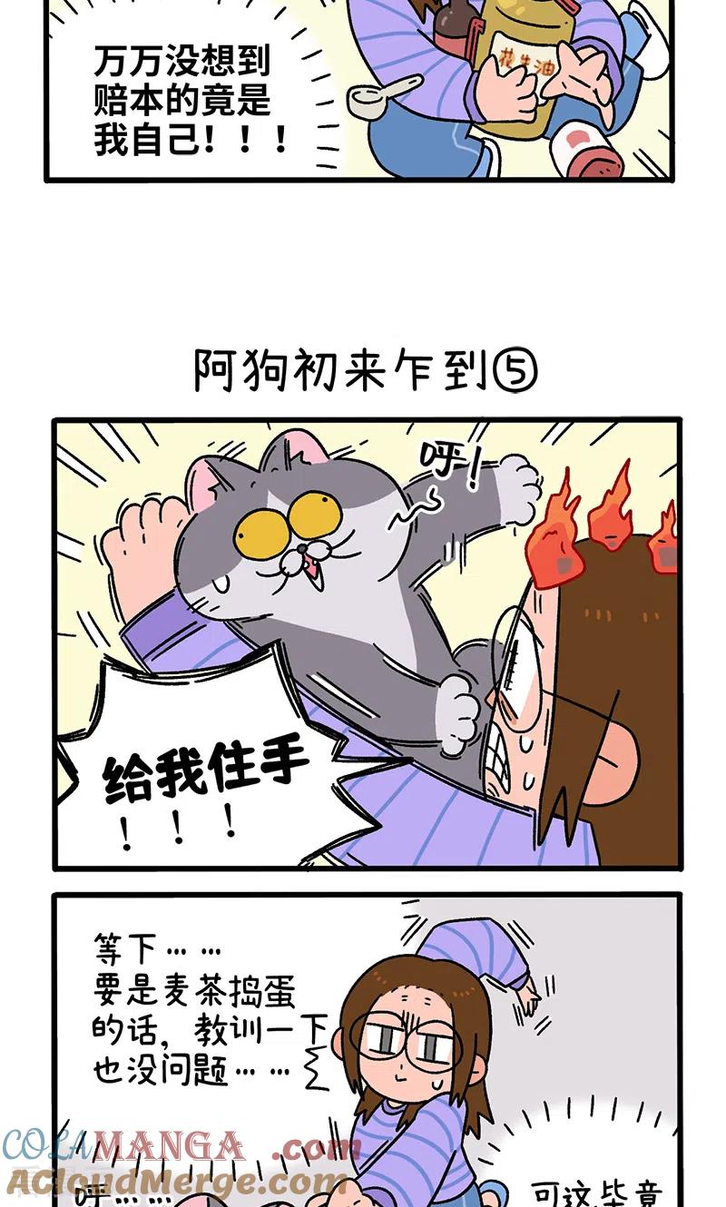 第89话2阿狗初来乍到-阿满和麦茶-新漫画 日胖大海寺（第3张）