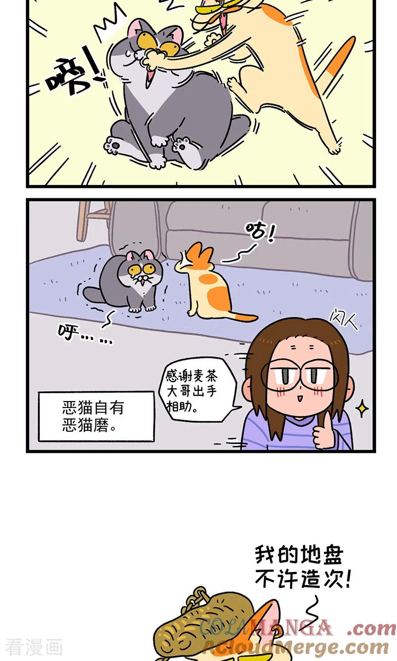 第89话2阿狗初来乍到-阿满和麦茶-新漫画 日胖大海寺（第6张）
