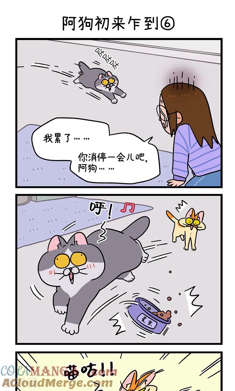 第89话2阿狗初来乍到-阿满和麦茶-新漫画 日胖大海寺（第5张）
