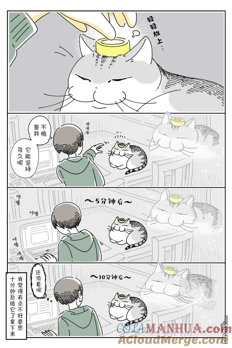第87话-关于养猫我一直是新手-キュルZ（第1张）