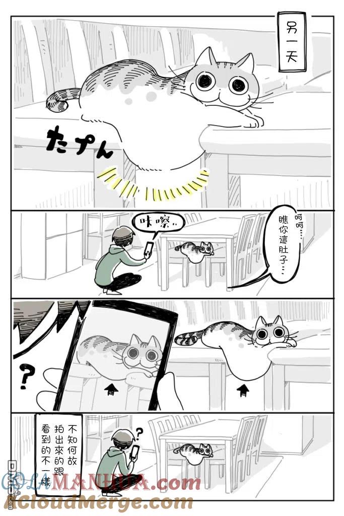 第7话-关于养猫我一直是新手-キュルZ（第2张）