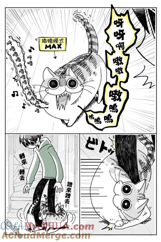 第8话-关于养猫我一直是新手-キュルZ（第1张）