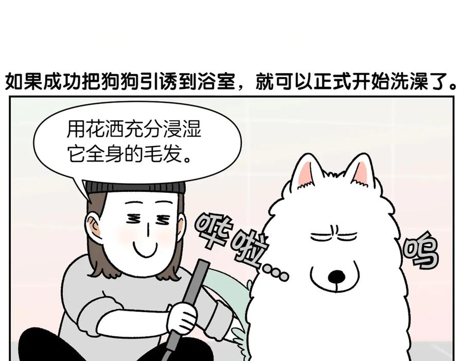 第48话洗澡-我的狗子叫棉花-milo+Polarfox（第4张）