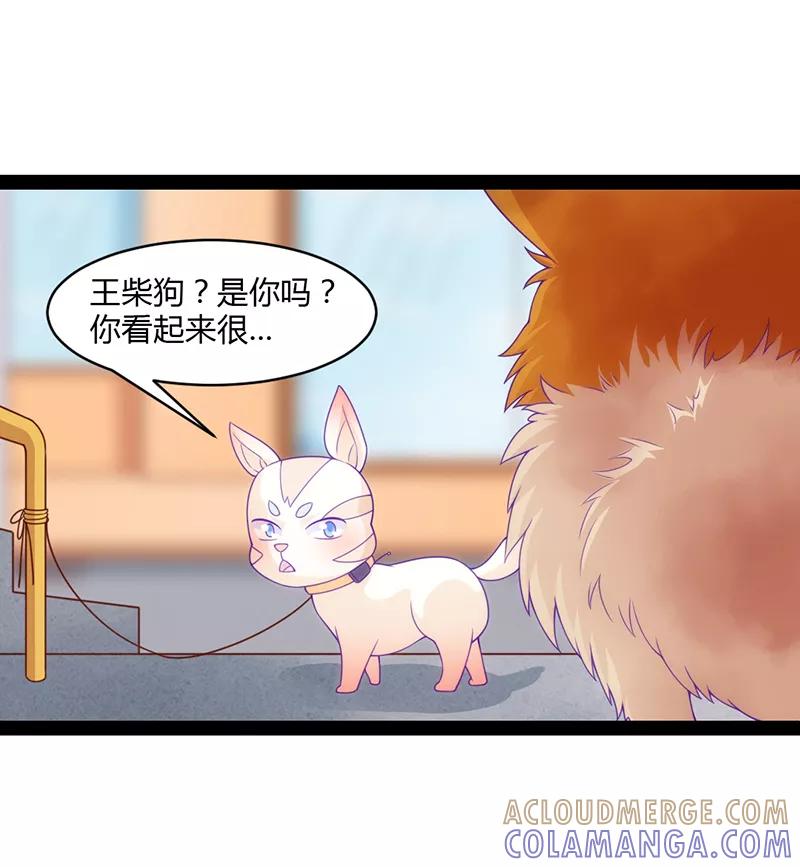 第41话-狗粮好吃-阿里文学（第11张）