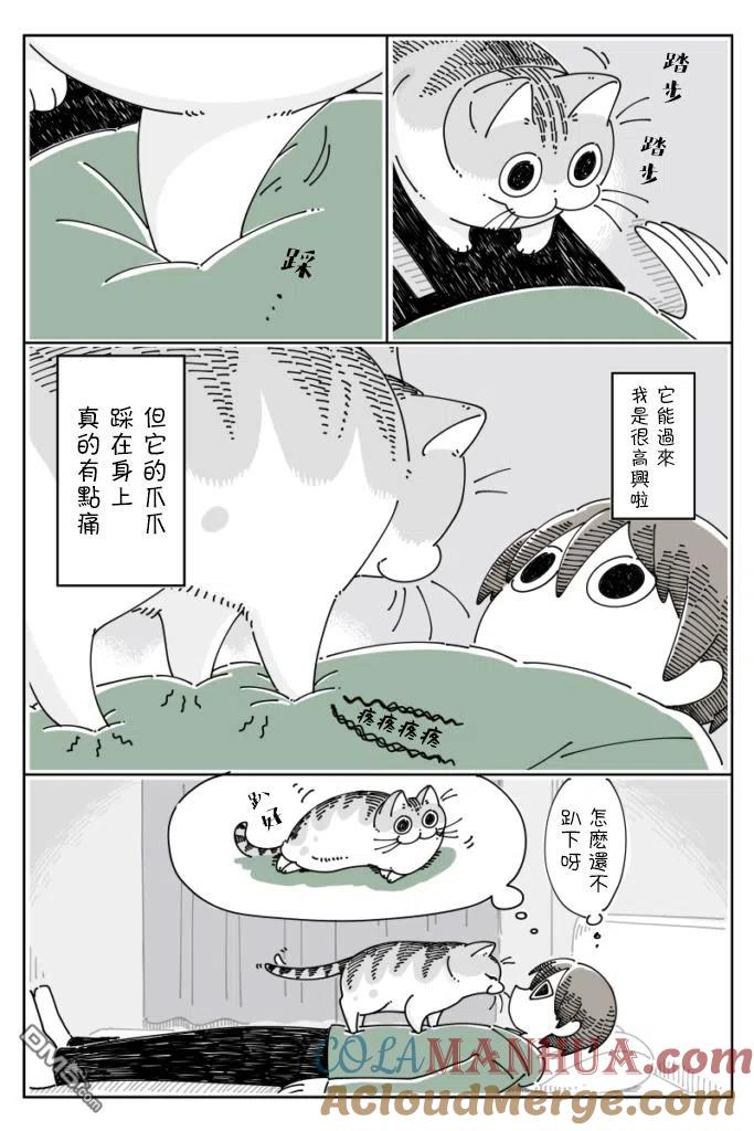 第63话-关于养猫我一直是新手-キュルZ（第1张）