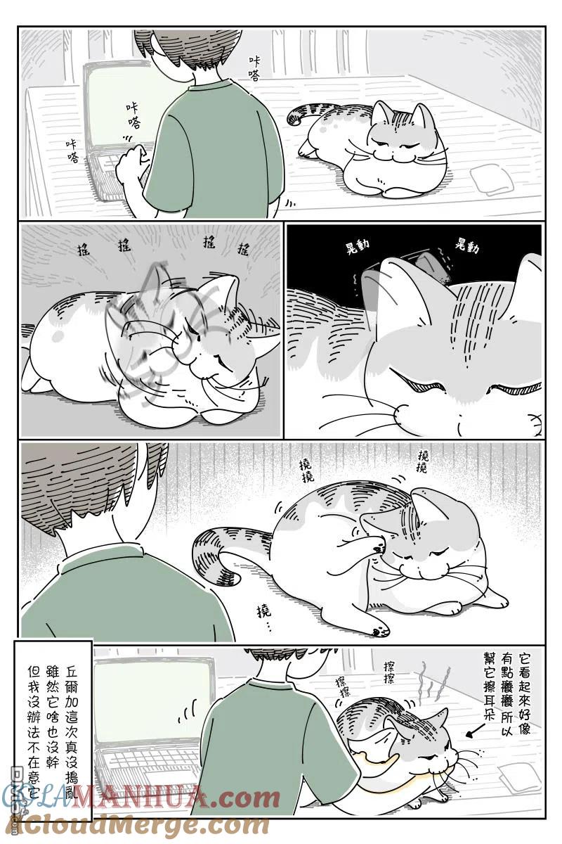 第70话-关于养猫我一直是新手-キュルZ（第2张）