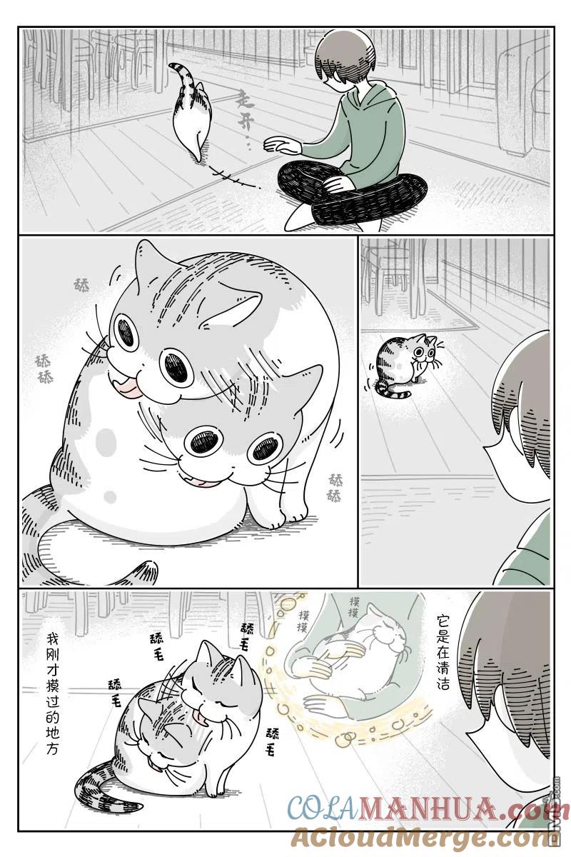 第90话-关于养猫我一直是新手-キュルZ（第1张）