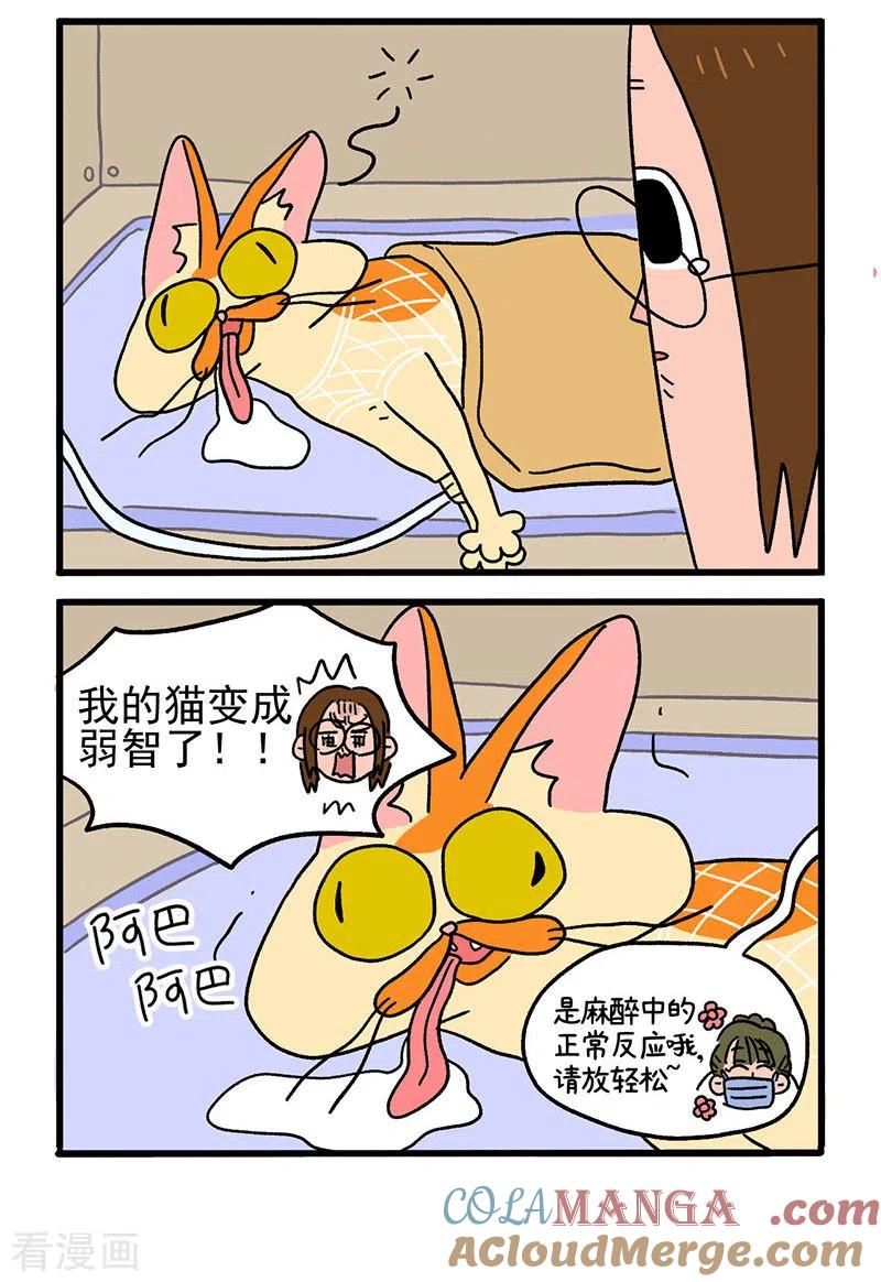 第17话麻醉-阿满和麦茶-新漫画 日胖大海寺（第2张）
