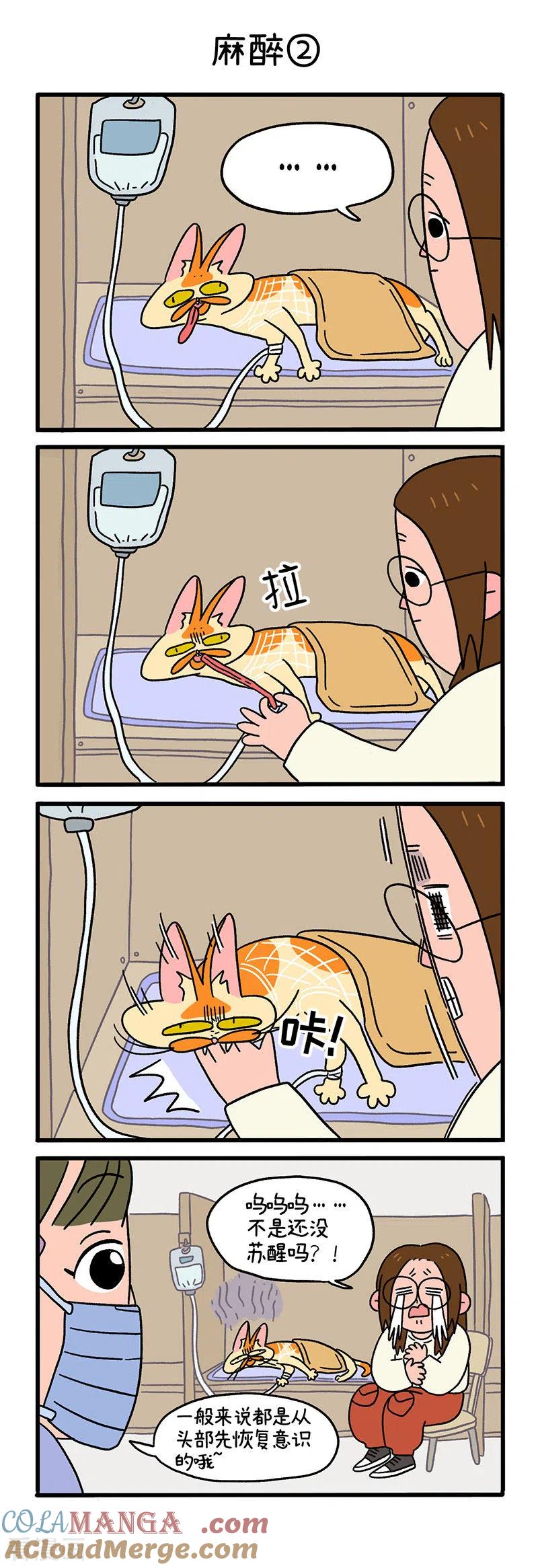 第17话麻醉-阿满和麦茶-新漫画 日胖大海寺（第3张）