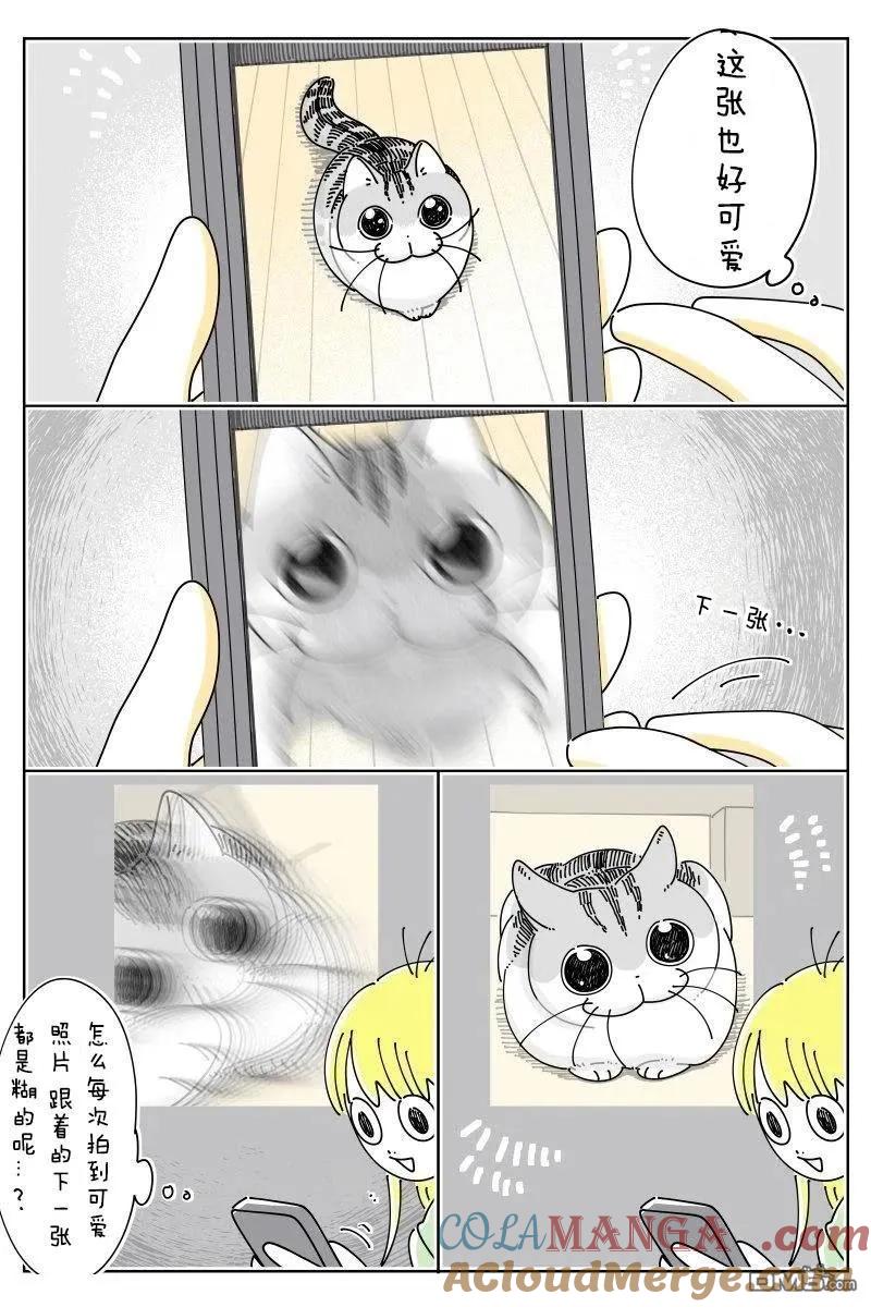 第239话-关于养猫我一直是新手-キュルZ（第2张）