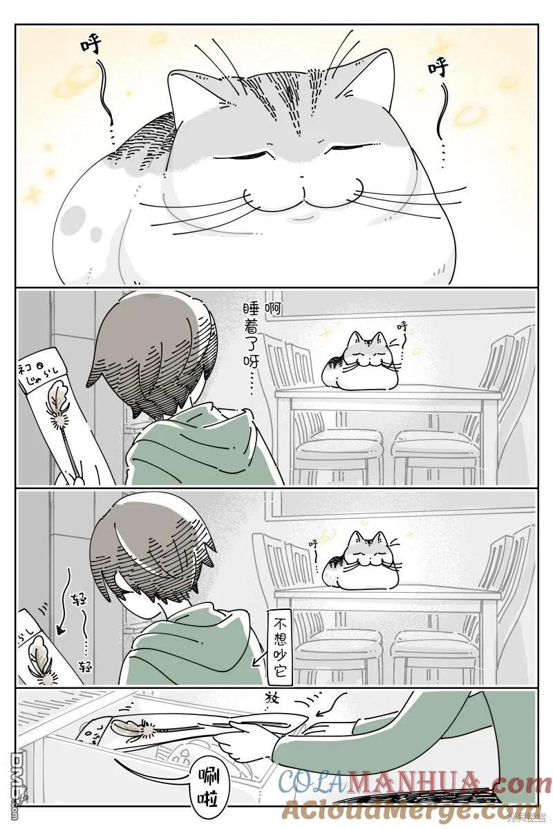 第186话-关于养猫我一直是新手-キュルZ（第1张）