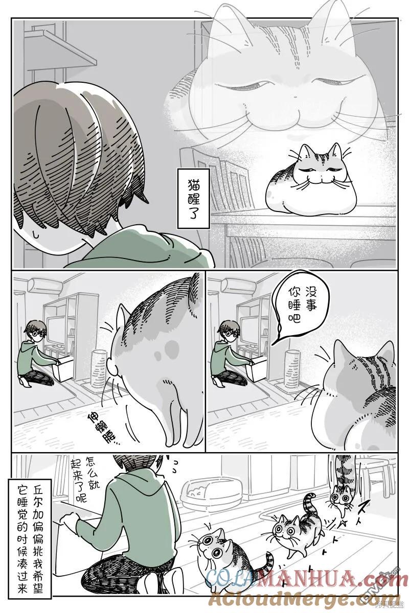 第186话-关于养猫我一直是新手-キュルZ（第2张）