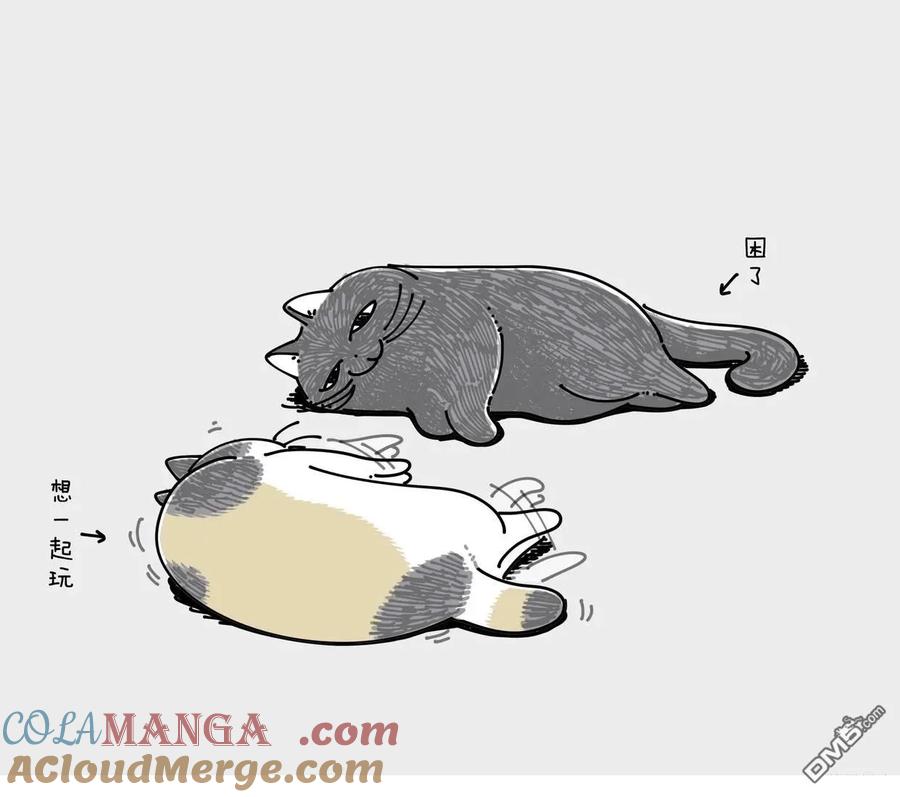 第245话-关于养猫我一直是新手-キュルZ（第1张）