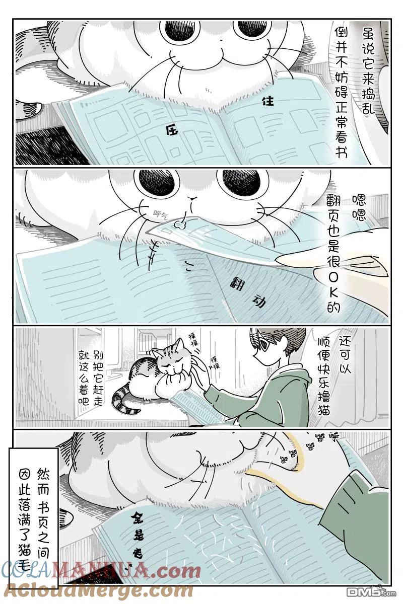 第101话-关于养猫我一直是新手-キュルZ（第1张）
