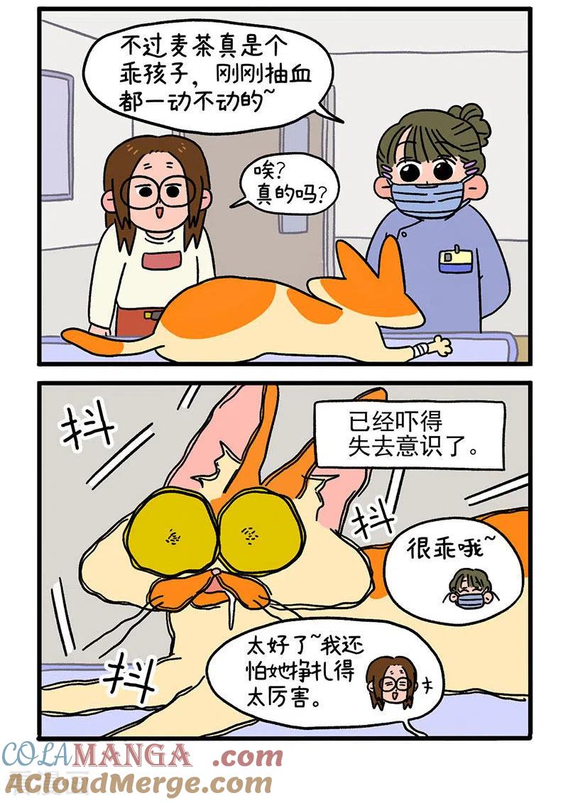 第13话2要做手术了-阿满和麦茶-新漫画 日胖大海寺（第2张）