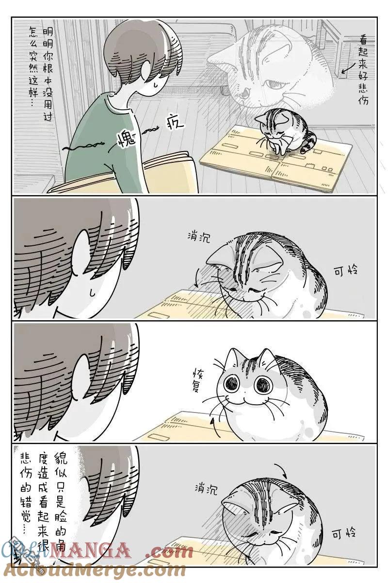 第235话-关于养猫我一直是新手-キュルZ（第1张）