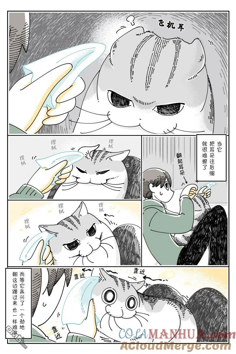 第102话-关于养猫我一直是新手-キュルZ（第1张）