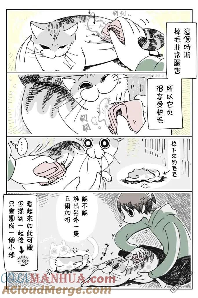 第11话-关于养猫我一直是新手-キュルZ（第3张）