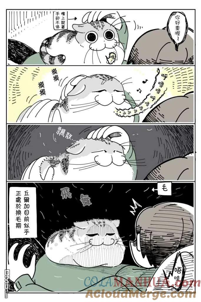 第11话-关于养猫我一直是新手-キュルZ（第1张）