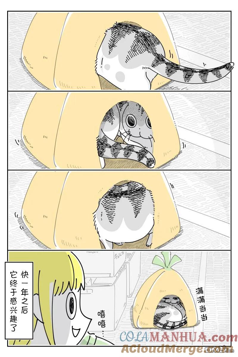 第147话-关于养猫我一直是新手-キュルZ（第2张）