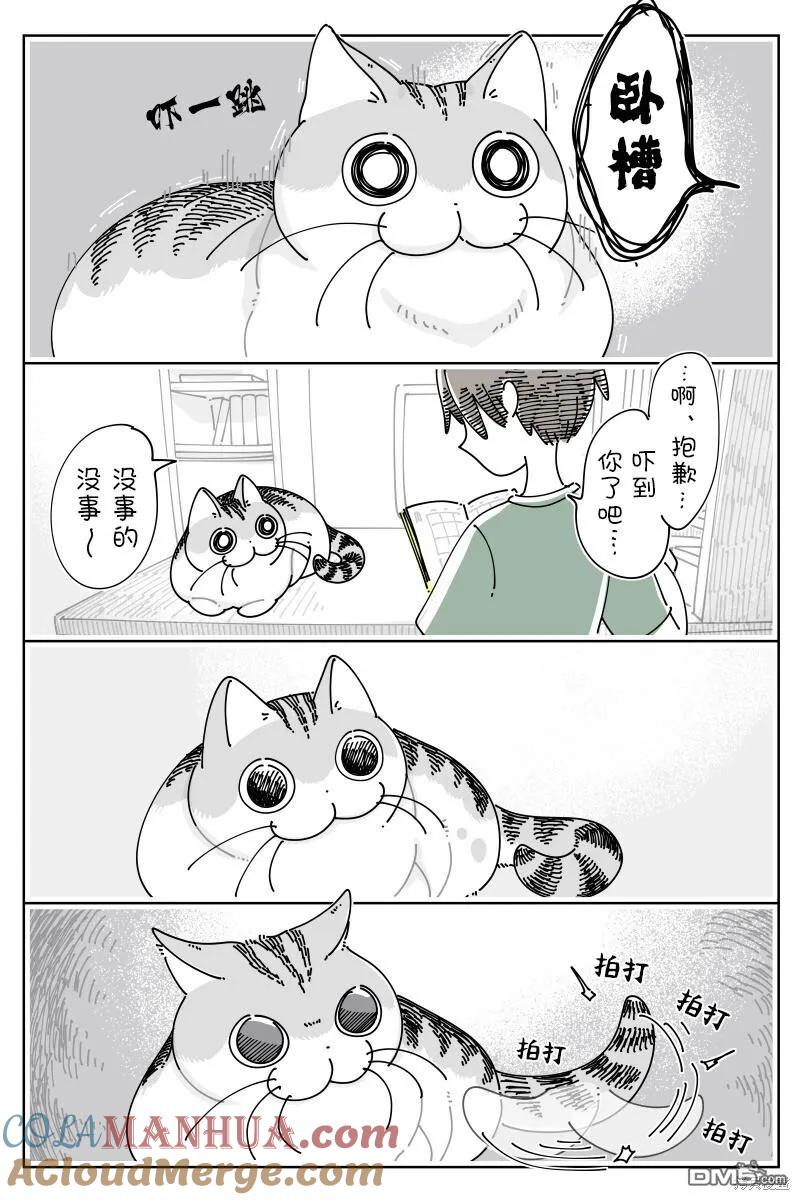 第181话-关于养猫我一直是新手-キュルZ（第1张）