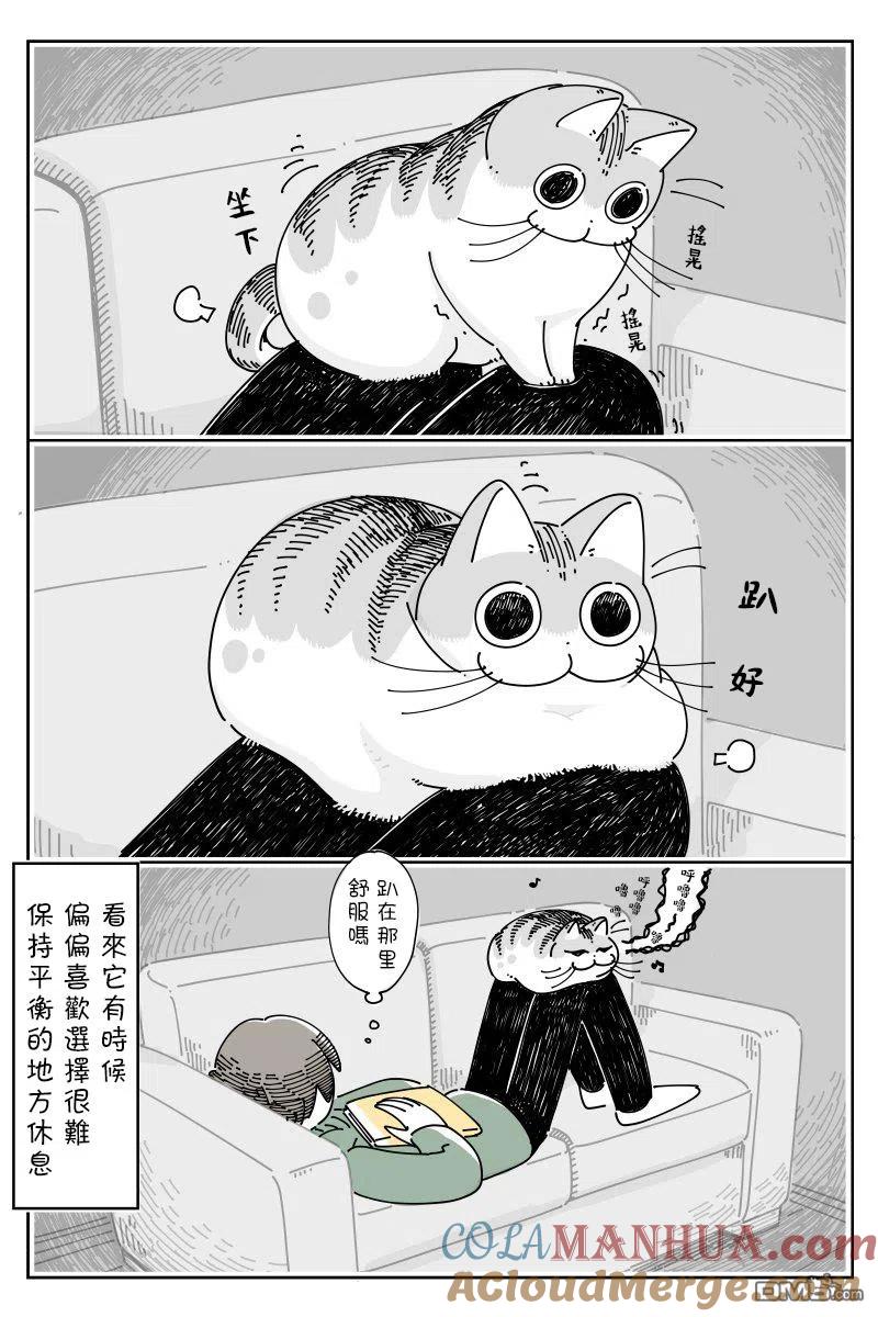 第44话-关于养猫我一直是新手-キュルZ（第2张）