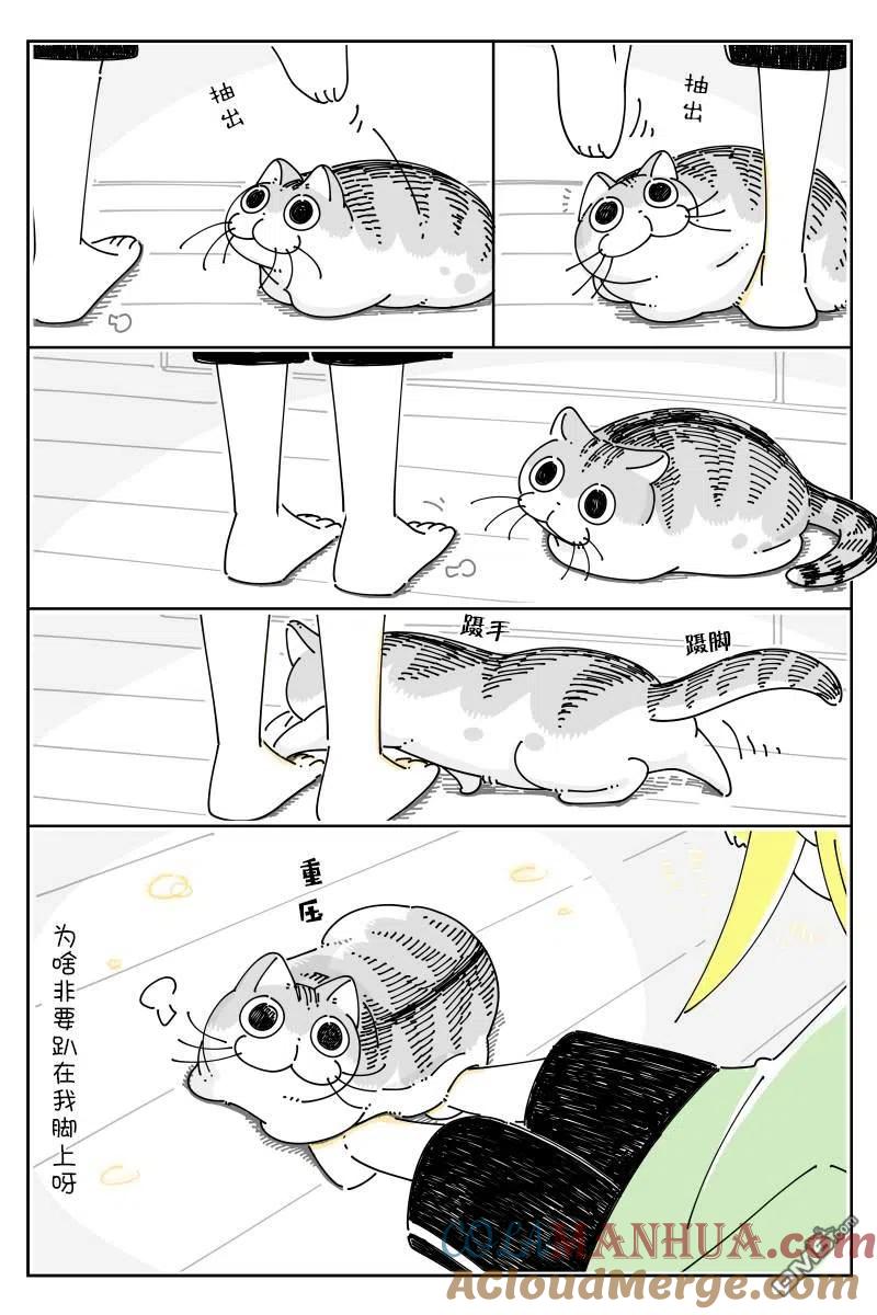 第76话-关于养猫我一直是新手-キュルZ（第1张）