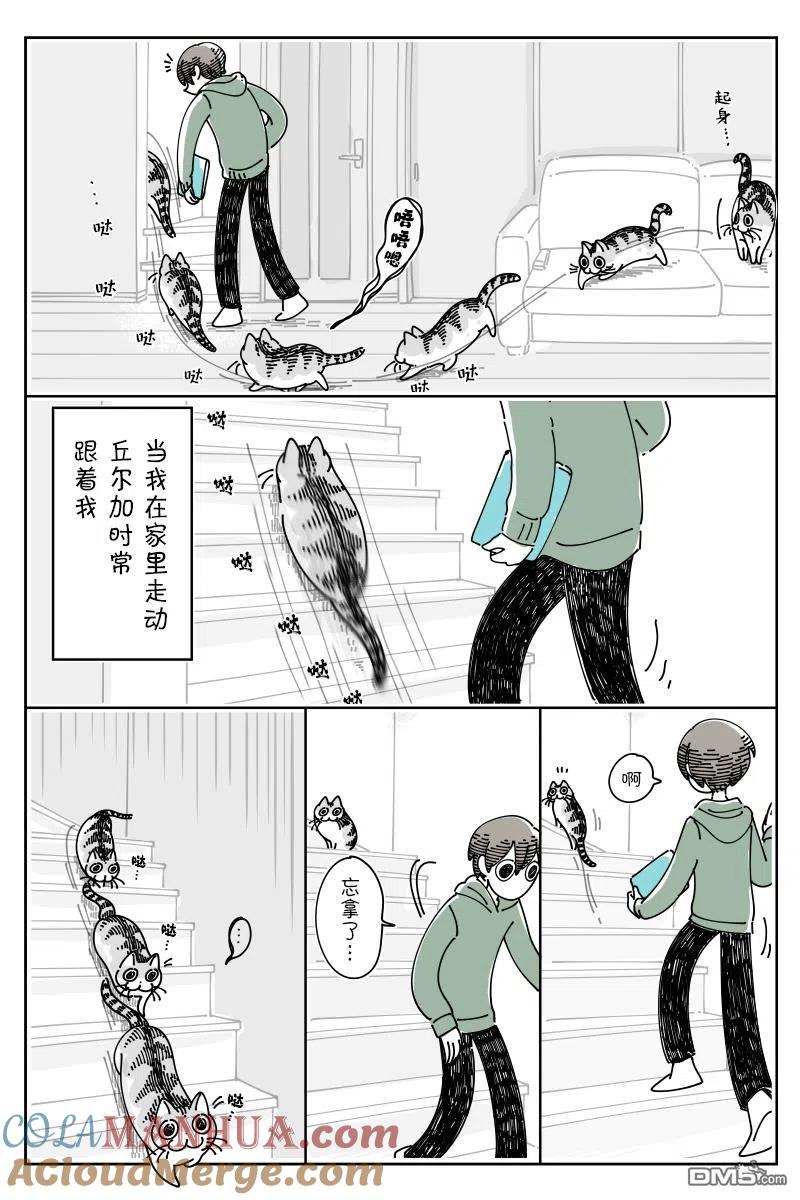 第114话-关于养猫我一直是新手-キュルZ（第1张）