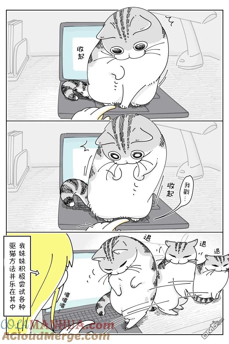 第150话-关于养猫我一直是新手-キュルZ（第2张）