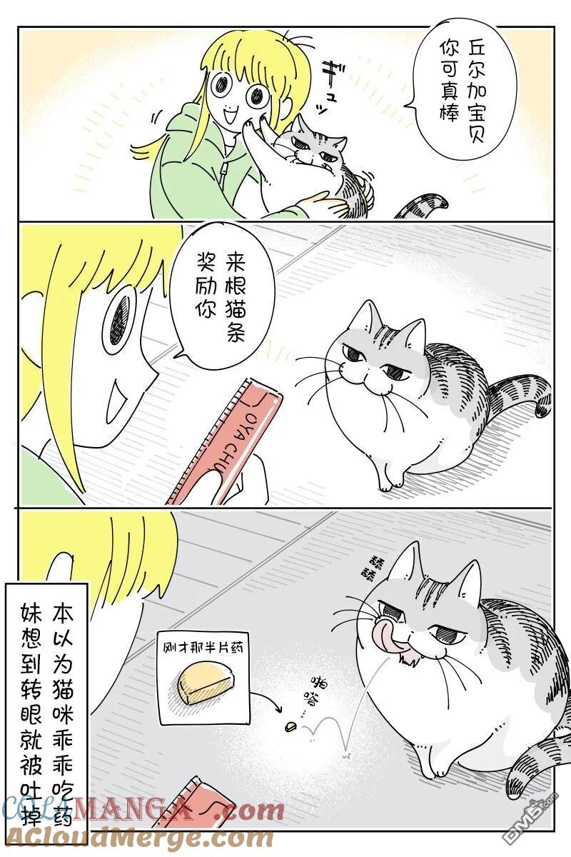 第221话-关于养猫我一直是新手-キュルZ（第2张）