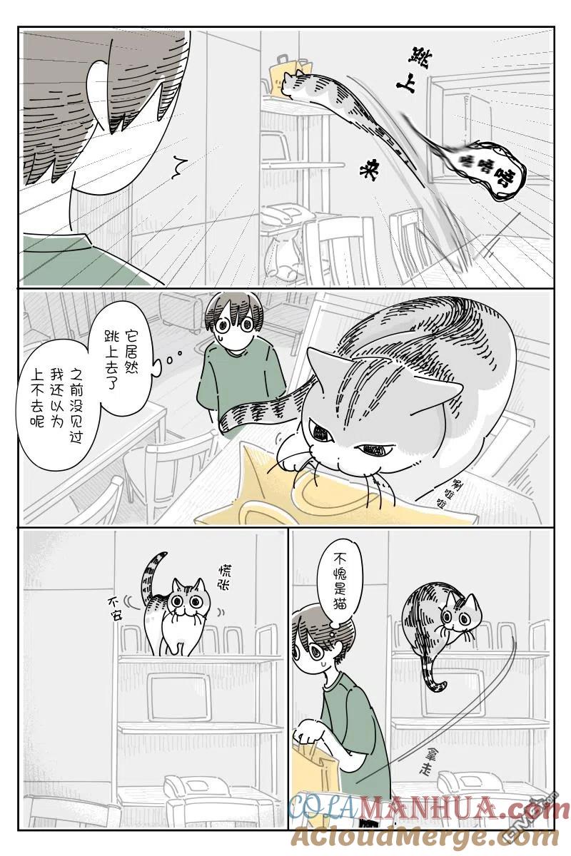 第122话-关于养猫我一直是新手-キュルZ（第2张）