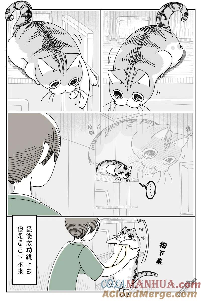 第122话-关于养猫我一直是新手-キュルZ（第3张）