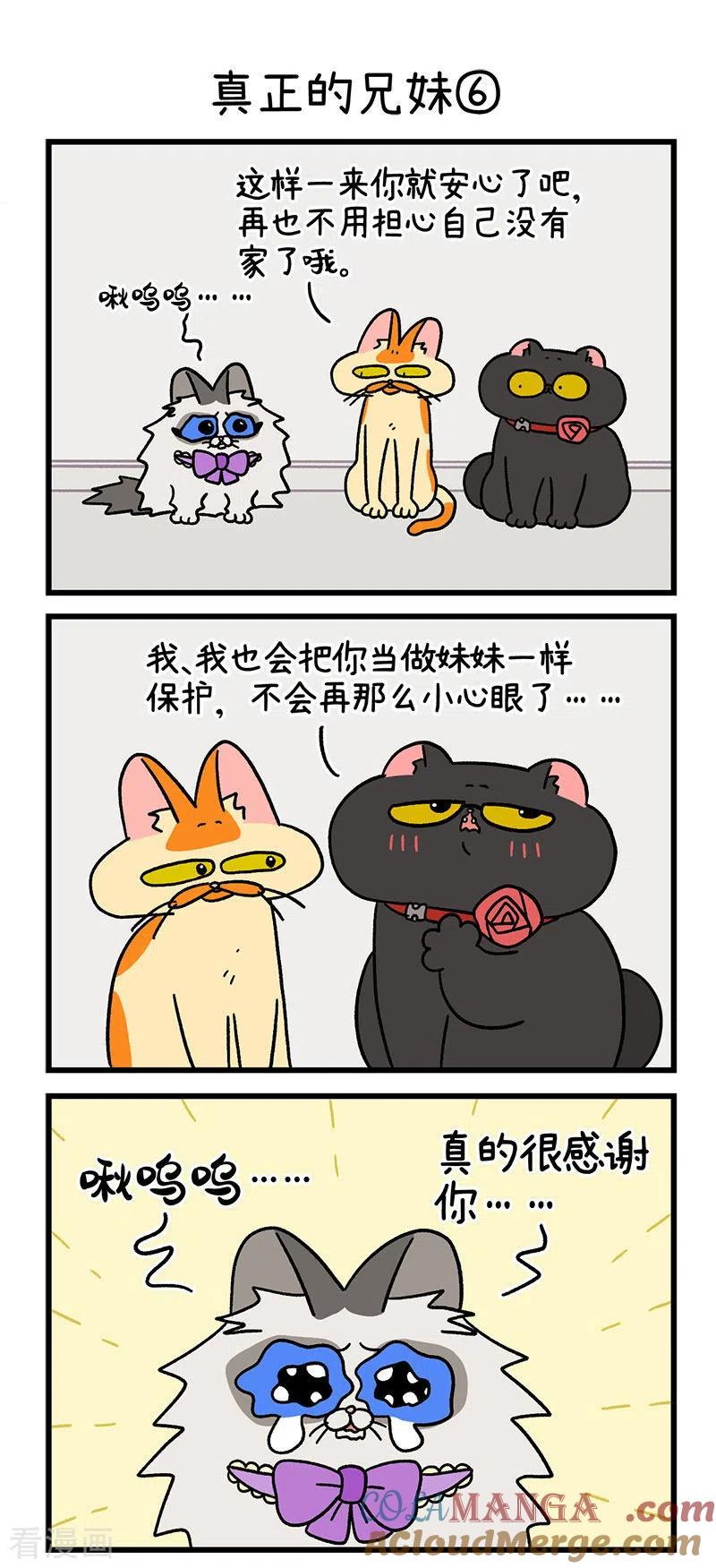 第49话2真正的兄妹-阿满和麦茶-新漫画 日胖大海寺（第3张）