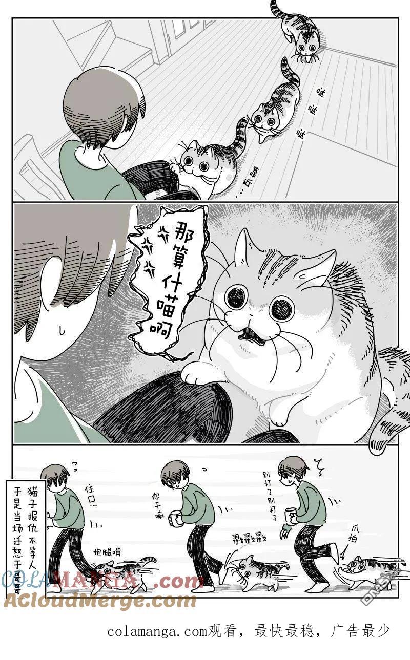 第253话-关于养猫我一直是新手-キュルZ（第2张）