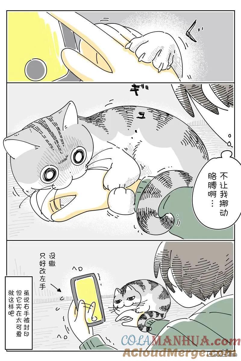 第148话-关于养猫我一直是新手-キュルZ（第2张）