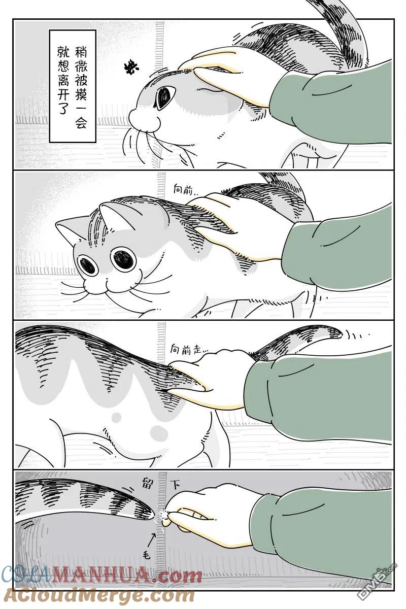 第92话-关于养猫我一直是新手-キュルZ（第1张）
