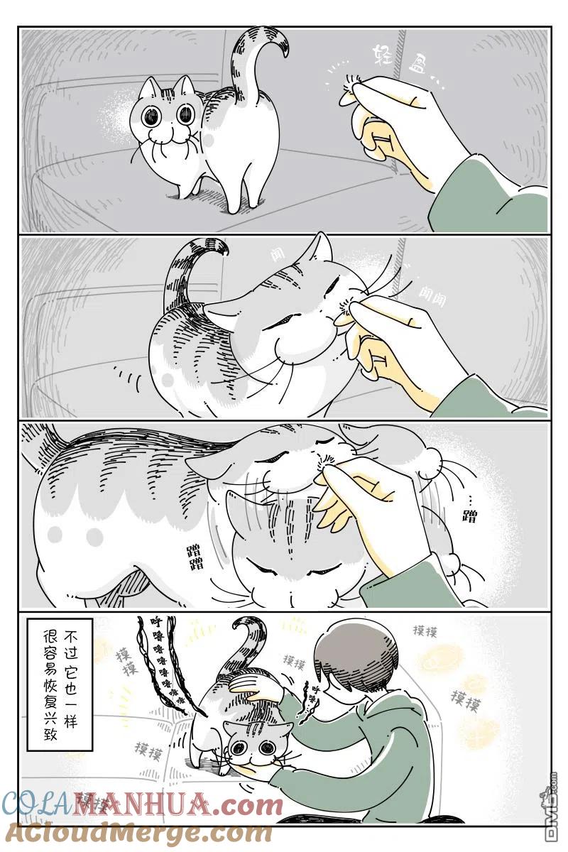 第92话-关于养猫我一直是新手-キュルZ（第2张）