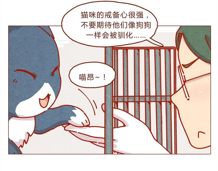 171话别人家的喵！-喂，看见耳朵啦-特雷西胡,漫漫漫画（第10张）