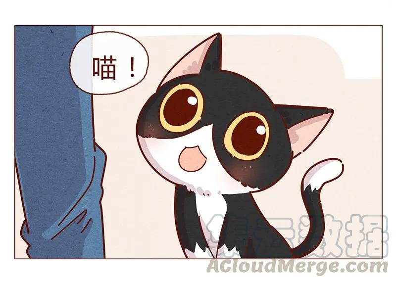 196话你有别的猫！-喂，看见耳朵啦-特雷西胡,漫漫漫画（第9张）