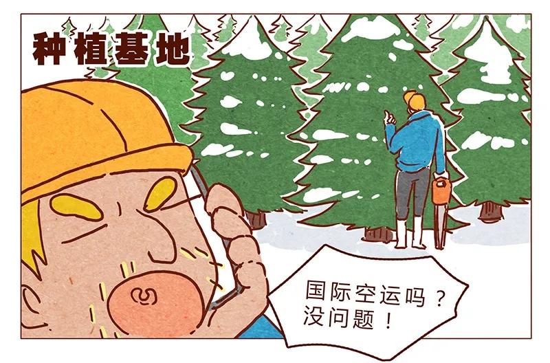 第62话那个国家的习俗居然是！？-喂，看见耳朵啦-特雷西胡,漫漫漫画（第2张）