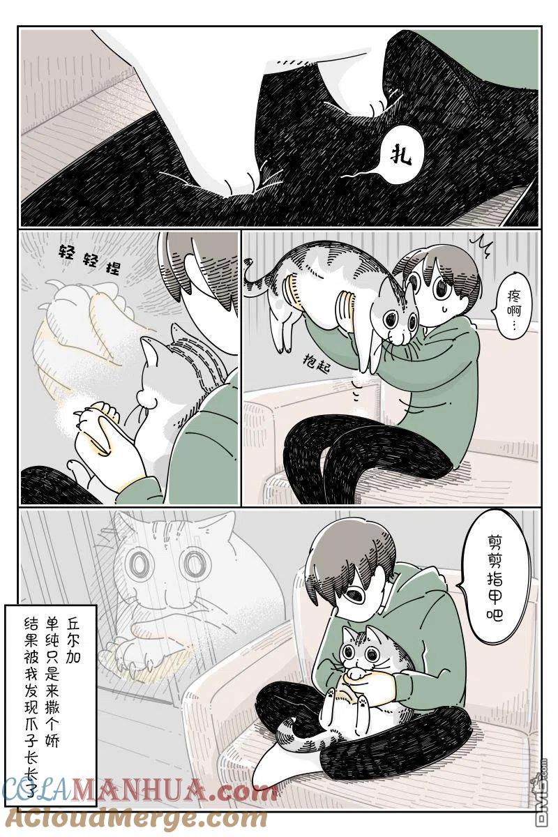 第99话-关于养猫我一直是新手-キュルZ（第2张）