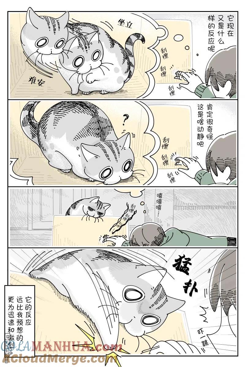 第100话-关于养猫我一直是新手-キュルZ（第1张）