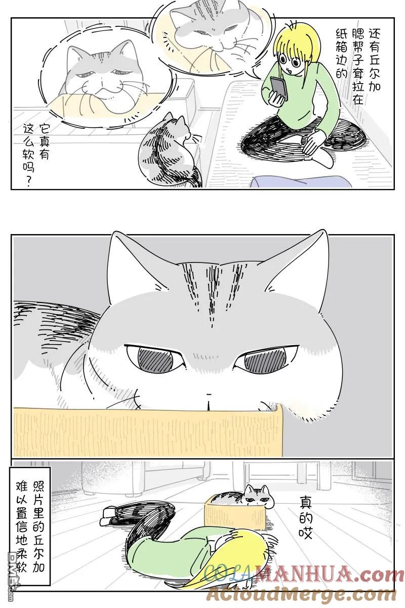 第167话-关于养猫我一直是新手-キュルZ（第2张）