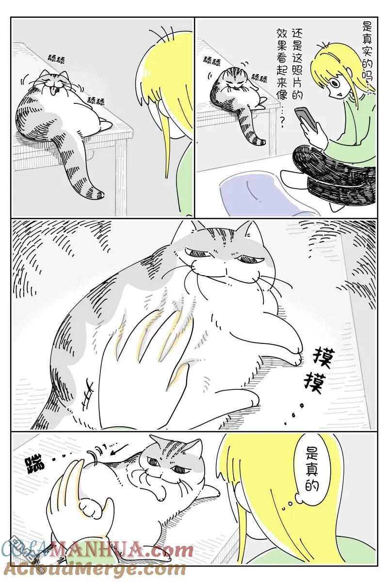第167话-关于养猫我一直是新手-キュルZ（第1张）